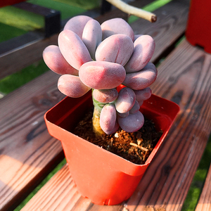 球美人多肉植物超萌可爱新手好养盆栽阳台广州正欣园艺多肉精灵