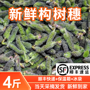 新鲜构树穗构树花枸蒲穗楮不揪食用农家应季野菜产地直销顺丰包邮