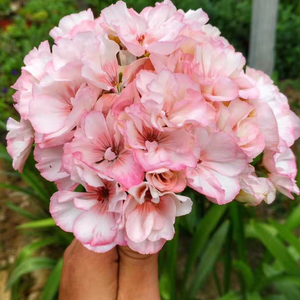 直立天竺葵花苗 高地棉花糖 10*10营养钵苗