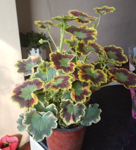 直立彩叶天竺葵 三色旗 pelargonium tricolor 观叶