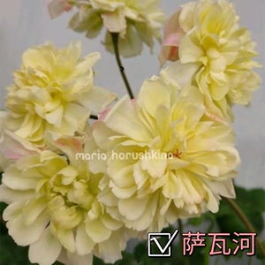 独角兽系列天竺葵 萨瓦河巴拉那河苔伯河劳拉马乔里阳光雅芳益达