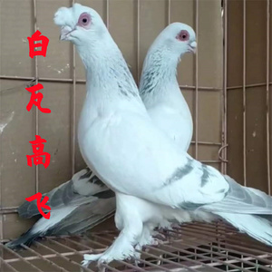 甘谷高飞鸽子活体种鸽鸽子甘肃高飞鸽子白瓦斑高飞鸽低价包邮一对