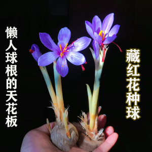 正宗藏红花种球番红花花籽种子苗花花卉药用盆栽球根花卉秋冬耐寒