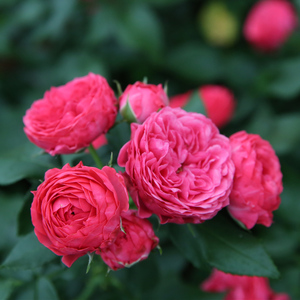 乔治一世国王月季