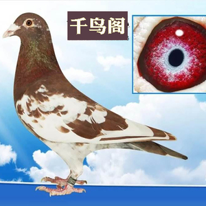 火凤凰信鸽一对包邮慕利门火凤凰鸽子赛鸽信鸽大红袍鸽子活体信鸽