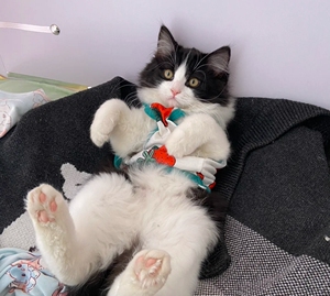 奶牛猫幼猫活体中华田园猫奶牛狮子猫纯黑猫黑白猫狸花猫橘猫家猫