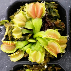 食虫植物-天使之翼捕蝇草 特征型捕蝇草 种好发货