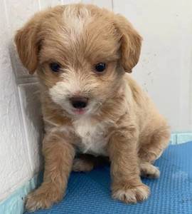 泰迪混血狗狗幼犬小体吉娃娃混血狗狗泰迪犬活体