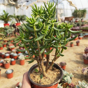 景天科筒叶菊绿箭大颗老桩高级多肉植物办公桌室内绿植美观趣味