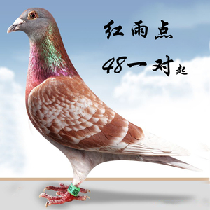 红雨点鸽子活体鸽子苗小鸽子活一对肉鸽种鸽信鸽红狐狸火凤凰快递