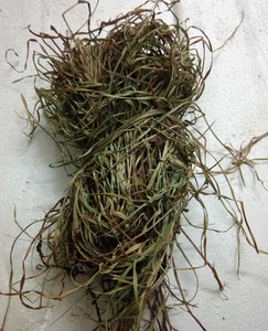 水蜈蚣龙吐珠 黄古头划 露水草 雷公草 金牛草中草药堂l11