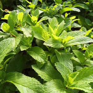 云南新鲜薄荷食用