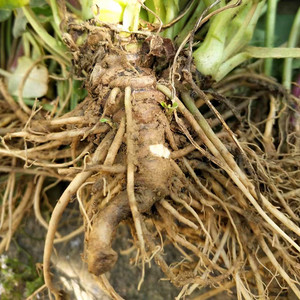 云南野生新鲜蜘蛛香500g 中草药材马蹄香缬草养心莲猫儿屎老虎七