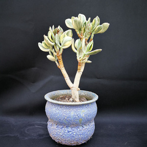 三色花月锦老桩