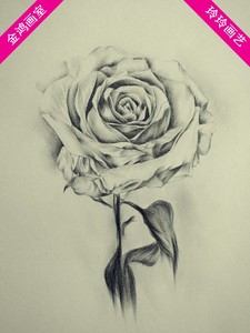 72麦依朵淘宝hh23黑白手绘钢笔画素描线稿玫瑰花png免抠psd分层矢量