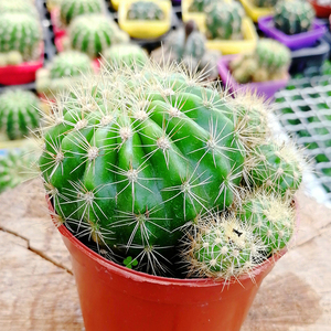 草木荟 玻璃球 绯花玉超大盆栽桌面绿植防辐射室内外观赏多肉植物