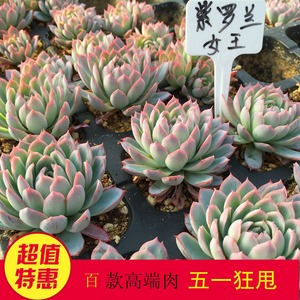 【绿农多肉】紫罗兰女王 多肉植物小盆栽花卉室内迷你防辐射绿植