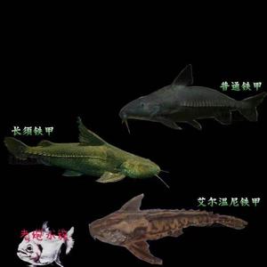 普通铁甲武士鱼活体艾尔温尼铁甲长须铁甲底栖大型鱼鲶鱼老炮水族