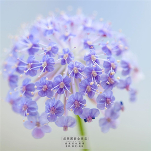 春季种子蓝蕾丝花 播种多年生夏季阳台开花适合春天种的花籽