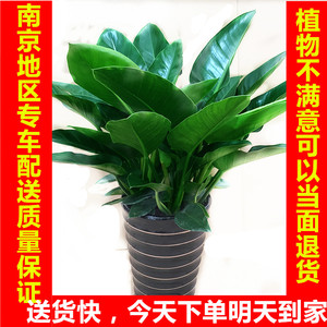 大金钻 大叶子植物 吸甲醛室内盆栽 好养好看绿植 送礼观叶植物
