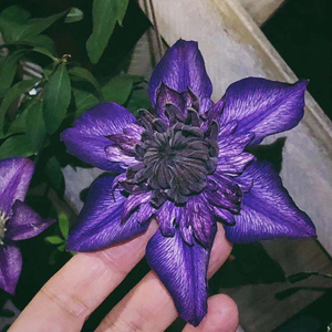 9017人付款天猫门廊绒球月季玫瑰花苗四季开花包子型月季耐晒耐寒花卉