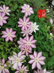 铁线莲八桥日本铁线莲10公分圆盆原土发货