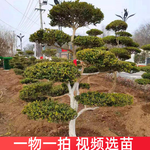 小叶黄杨造型树盆景小区别墅庭院造景植物四季常青花园独杆绿化苗
