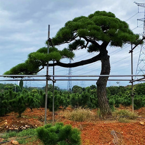 黑松造型树盆景小区别墅庭院地景花园植物四季常青迎客松造景松树