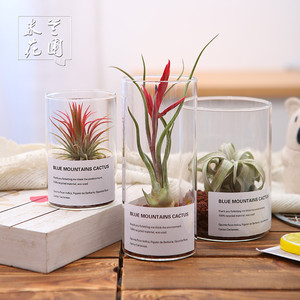 空气凤梨植物玻璃瓶创意礼品礼物室内桌面绿植盆栽四季花草花卉