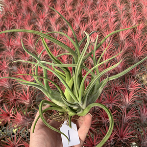 空气凤梨美杜莎