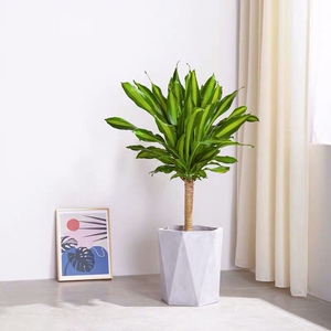 也门铁金边巴西铁树盆栽香龙血树室内大型植物客厅绿植花卉木植物