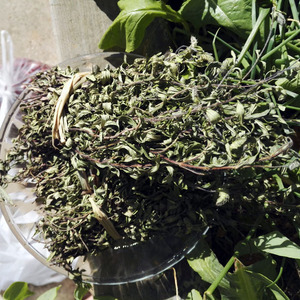 00地道石屏淘宝云南野生花草茶叶野生小山茶东紫苏梭罗茶烧烤火锅