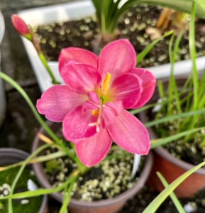 重瓣风雨兰 鲁皓宁开花球