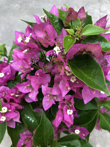 【糖贝园艺】 比芭三角梅 菲菲娜粉 勤花品种 扦插苗 带盆栽好