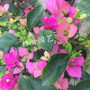 【糖贝园艺】宫粉三角梅 勤花品种 扦插 盆内径18cm