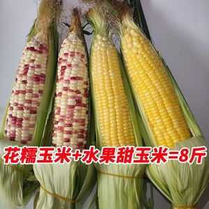 现摘广西新鲜花糯玉米加甜玉米共8斤苞谷棒子当季整箱花甜糯蔬菜