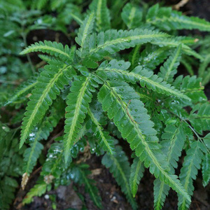 所见| 冬青蕨印度蜥蜴蕨金心傅士四季常青观叶绿植盆栽雨林造景