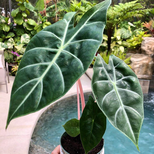 所见| 内罗毕之夜海芋粉杆海芋不是粉龙箭叶海芋进口观叶绿植盆栽