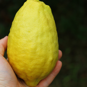 香水柠檬深山新鲜野水果现摘现发胭脂红青柠檬1件5斤 起拍包邮