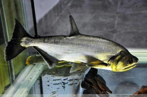 哥伦比亚巨暴鱼 大型加拉辛猛鱼  活体进口热带淡水鱼   水族观赏