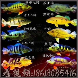 进口巴西亚苏里南满天星帝王三间蓝帆眼斑横带七间水族热带鱼龙鱼