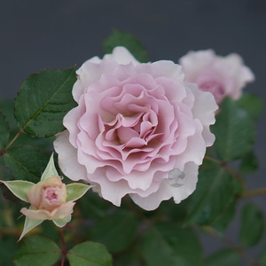 【新浪潮】6l 盆栽 绿园美植老园丁中苗灌木月季紫色大花勤花多季