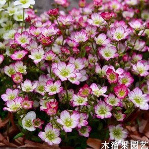 虎耳草 花苗高地人耐热多年生好养室内外庭院盆栽高山植物爆花多