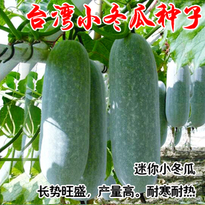 台湾迷你小冬瓜种子秧苗幼苗早熟抗病粉皮小冬瓜种籽播种蔬菜种孑