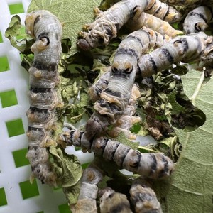 蚕宝宝稀有品种油龙茶斑龙角斑马活体一龄活虫金丝蚕