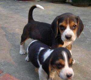 a出售纯种活体比格犬幼犬小型狩猎犬巴吉度宠物狗米格鲁宠物狗