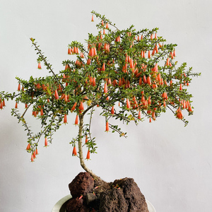 小叶红花树萝卜盆载 吊金钟 五翅莓庭院盆景 火山杜鹃盆栽 灯笼花