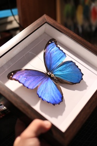 蓝色蝴蝶标本高清图片