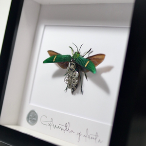 蒸汽朋克甲虫标本