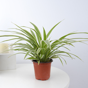 金边吊兰盆栽绿植办公室内吸甲醛垂吊净化空气青叶盆景水培植物